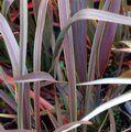 PHORMIUM 'Co-Ordination'  