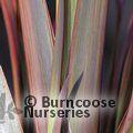 PHORMIUM 'Margaret Jones'  
