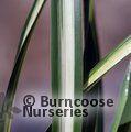PHORMIUM 'Moonraker'  