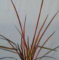PHORMIUM 'Sunset'  
