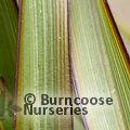 PHORMIUM 'Surfer'  