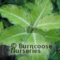 PITTOSPORUM tenuifolium 'Margaret Turnbull' 
