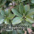 PITTOSPORUM tenuifolium 'Tiki' 