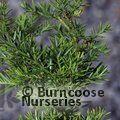 PODOCARPUS andinus  