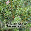 PODOCARPUS lawrencei  