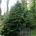 PODOCARPUS nubigenus  