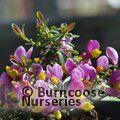 POLYGALA chamaebuxus 'Grandiflora' 