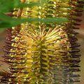 PROTEA Banksia spinulosa var. spinulosa 
