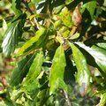 QUERCUS turneri 'Pseudoturneri'  