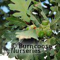 QUERCUS gambellii  