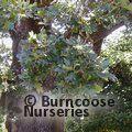 QUERCUS garryana  