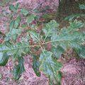 QUERCUS kelloggii  