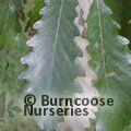QUERCUS michauxii  