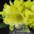 RHODODENDRON 'Hotei'  