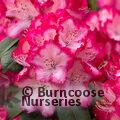 RHODODENDRON 'President Roosevelt'  