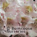 RHODODENDRON 'Bashful'  