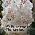RHODODENDRON 'Beauty of Littleworth  