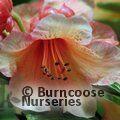 RHODODENDRON 'Bergie Larson'  