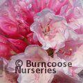 RHODODENDRON 'Birthday Girl'  