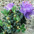 RHODODENDRON 'Blue Steel'  