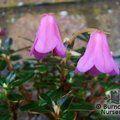 RHODODENDRON campylogynum  