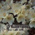 RHODODENDRON 'Chikor'  