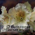RHODODENDRON 'Curlew'  