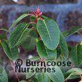RHODODENDRON 'Dormouse'  