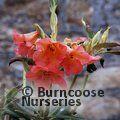 RHODODENDRON 'Fabia'  