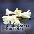 RHODODENDRON flavidum  