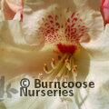 RHODODENDRON 'Goldprinz'  