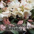 RHODODENDRON 'Grumpy'  