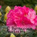 RHODODENDRON 'Hydon Hunter'  