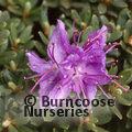 RHODODENDRON impeditum  
