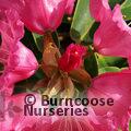 RHODODENDRON 'Linda'  