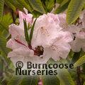 RHODODENDRON loderi 'Venus' 