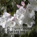 RHODODENDRON 'Loders White'  