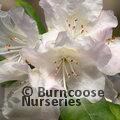RHODODENDRON minus  