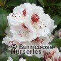 RHODODENDRON 'Mrs Lionel de Rothschild'  