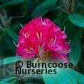 RHODODENDRON nobleanum  