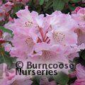 RHODODENDRON orbiculare  