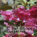 RHODODENDRON 'Oudijks Sensation'  