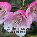 RHODODENDRON 'Pink Pebble'  