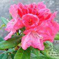 RHODODENDRON 'Robinette'  