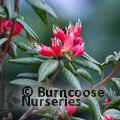 RHODODENDRON spinuliferum  