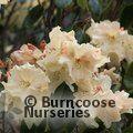 RHODODENDRON 'Unique'  