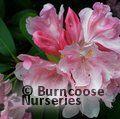RHODODENDRON 'Yaku Princess'  