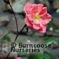 ROSA 'Dearest'  