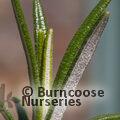 ROSMARINUS officinalis 'Aureus' 