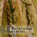 SAMBUCUS racemosa 'Plumosa-Aurea' 